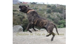 Dogo Canario. FRANCO DE LA ISLA DE LOS VOLCANES.