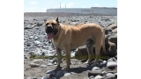Dogo Canario. Turco De La Isla De Los Volcanes.