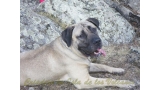 Dogo Canario. Ambar De La Isla De Los Volcanes.