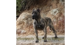 Dogo Canario. Havana De La Isla De Los Volcanes.