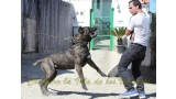 Dogo Canario. FRANCO DE LA ISLA DE LOS VOLCANES.