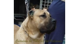 Dogo Canario. Lolo De La Isla De Los Volcanes.