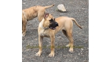Dogo Canario. Sylka De La Isla De Los Volcanes.