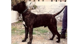 Dogo Canario. Ebro.