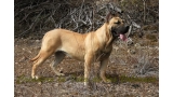 Dogo Canario. Duna I De La Isla De Los Volcanes.