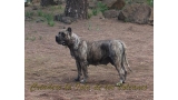 Dogo Canario. Faina De La Isla De Los Volcanes en 2012.