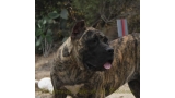 Dogo Canario. Nazaret De La Isla De Los Volcanes.