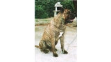 Dogo Canario. Arcan.