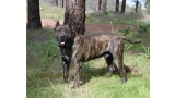 Dogo Canario. FRANCO DE LA ISLA DE LOS VOLCANES con 10 meses.