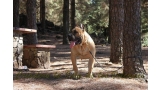 Dogo Canario. Turco De La Isla De Los Volcanes de joven.