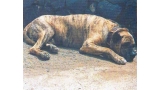 Dogo Canario. Satán.