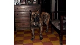 Dogo Canario. Narco De La Isla De Los Volcanes.