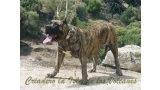 Dogo Canario. Faina De La Isla De Los Volcanes.