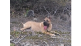 Dogo Canario. Turco De La Isla De Los Volcanes.