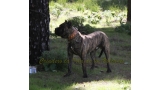 Dogo Canario. Faraon De La Isla De Los Volcanes.