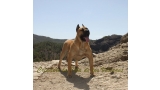 Dogo Canario. Turco De La Isla De Los Volcanes con 12 meses.