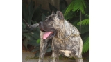 Dogo Canario. LLAIMA DE LA ISLA DE LOS VOLCANES.