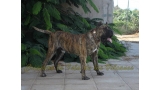 Dogo Canario. Lancelot De La Isla De Los Volcanes.