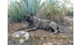 Dogo Canario. Faina De La Isla De Los Volcanes.