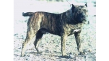 Dogo Canario. Capitan.