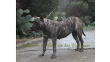 Dogo Canario. Haria De La Isla De Los Volcanes.
