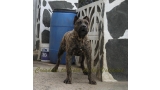 Dogo Canario. Faraon De La Isla De Los Volcanes con 8 meses.