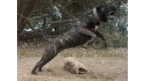 Dogo Canario. Yuma De La Isla De Los Volcanes.