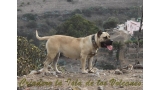 Dogo Canario. Agora De Isla De Los Volcanes.