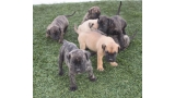 Dogo Canario. Camada 2016.