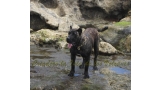 Dogo Canario. FANNY DE LA ISLA DE LOS VOLCANES de joven.