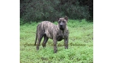 Dogo Canario. Faraon De La Isla De Los Volcanes con 6 meses.