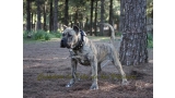 Dogo Canario. Estela De La Isla De Los Volcanes.