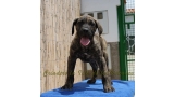 Dogo Canario. Faraon De La Isla De Los Volcanes con 2 5 meses.
