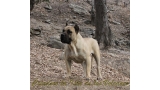 Dogo Canario. Vicky De La Isla De Los Volcanes en 2013.