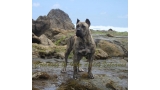 Dogo Canario. Estela De La Isla De Los Volcanes de joven.