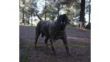 Dogo Canario. Faina De La Isla De Los Volcanes en 2015.