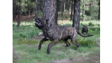 Dogo Canario. FRANCO DE LA ISLA DE LOS VOLCANES con 20 meses.
