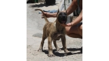 Dogo Canario. Saimon De La Isla De Los Volcanes.