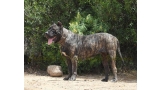 Dogo Canario. Yuma De La Isla De Los Volcanes en 2014.