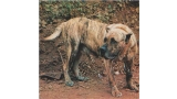Dogo Canario.