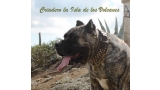 Dogo Canario. Faina De La Isla De Los Volcanes en 2013.