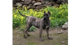 Dogo Canario. LLAIMA DE LA ISLA DE LOS VOLCANES.
