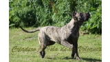 Dogo Canario. Ecora De La Isla De Los Volcanes.