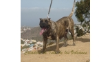 Dogo Canario. Faina De La Isla De Los Volcanes.