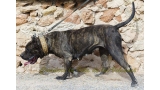 Dogo Canario. Caren De La Isla De Los Volcanes.