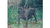 Dogo Canario. Gara De Vega Lagunera.