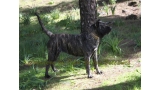 Dogo Canario. Yuma De La Isla De Los Volcanes.
