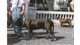 Dogo Canario. Ebro.