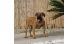 Dogo Canario. Turco De La Isla De Los Volcanes.