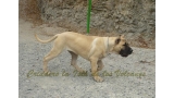 Dogo Canario. Reina De La Isla De Los Volcanes.